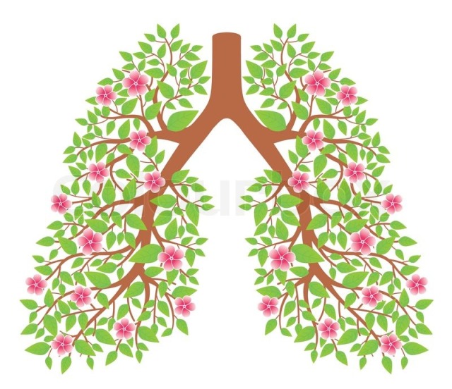 6271970-lungs-healthy